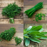 A picture of some of the herbs that are in a pack of seeds photo 3